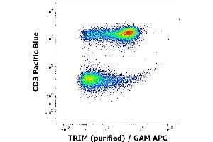 Flow cytometry multicolor intracellular staining of human peripheral whole blood stained using anti-TRIM (TRIM-04) purified antibody (concentration in sample 1 μg/mL, GAM APC) and anti-human CD3 (UCHT1) Pacific Blue antibody (20 μL reagent / 100 μL of peripheral whole blood). (TRIM anticorps  (Intracellular))