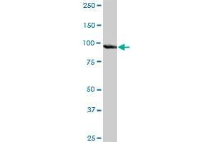 PLG MaxPab rabbit polyclonal antibody. (PLG anticorps  (AA 1-810))