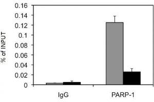 PARP-1 N-terminal antibody tested by ChIP analysis.