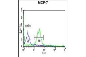 TAF2 Antibody (C-Term) (ABIN653923 and ABIN2843157) flow cytometric analysis of MCF-7 cells (right histogram) compared to a negative control cell (left histogram). (TAF2 anticorps  (C-Term))