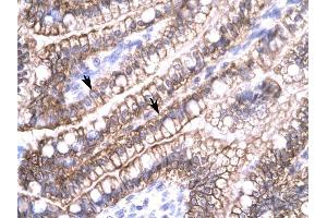 Claudin 8 antibody was used for immunohistochemistry at a concentration of 4-8 ug/ml to stain Epithelial cells of intestinal villus (arrows) in Human Intestine. (CLDN8 anticorps  (C-Term))