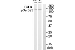 Western blot analysis of extracts from 293 cells and K562 cells treated with EGF, using EGFR (Phospho-Ser695) antibody.