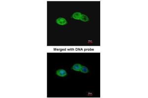 ICC/IF Image Immunofluorescence analysis of paraformaldehyde-fixed A431, using RISC, antibody at 1:200 dilution.