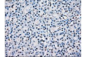 Image no. 5 for anti-P450 (Cytochrome) Oxidoreductase (POR) antibody (ABIN1497747) (POR anticorps)