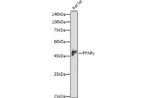 Western blot analysis of extracts of Rat fat, using PPARγ antibody (ABIN3020843, ABIN3020844, ABIN3020845, ABIN1513399 and ABIN6213752) at 1:1000 dilution.