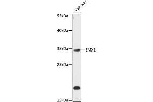 Western blot analysis of extracts of rat liver, using EMX1 antibody (ABIN7266935) at 1:1000 dilution. (EMX1 anticorps  (AA 70-190))