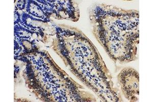 IHC-P: Lamin A/C antibody testing of mouse intestine tissue