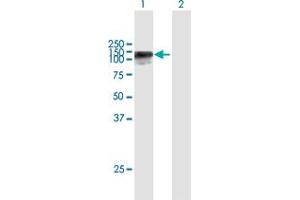 Western Blot analysis of HELLS expression in transfected 293T cell line by HELLS MaxPab polyclonal antibody. (HELLS anticorps  (AA 1-838))