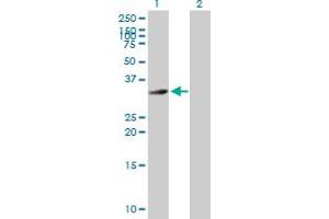 Western Blot analysis of HFE2 expression in transfected 293T cell line by HFE2 MaxPab polyclonal antibody.