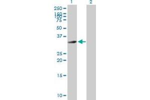 Western Blot analysis of HFE2 expression in transfected 293T cell line by HFE2 MaxPab polyclonal antibody. (HFE2 anticorps  (AA 1-313))