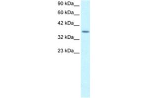 Western Blotting (WB) image for anti-Ribosomal Protein S16 (RPS16) antibody (ABIN2460744) (RPS16 anticorps)