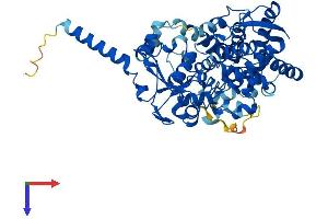AlphaFold protein structure predicition of Human Recombinant TBXAS1 Protein, UniprotID P24557