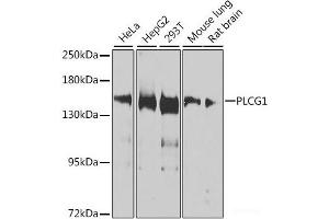 Western blot analysis of extracts of various cell lines using PLCG1 Polyclonal Antibody at dilution of 1:1000. (Phospholipase C gamma 1 anticorps)