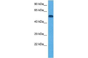 Host:  Rat  Target Name:  TUBB2A  Sample Tissue:  Rat Brain  Antibody Dilution:  1ug/ml