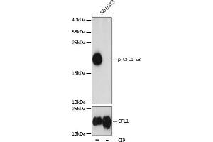 Western blot analysis of extracts of NIH/3T3 cells, using Phospho-CFL1-S3 pAb (ABIN3019727, ABIN3019728, ABIN3019729 and ABIN1681472) at 1:1000 dilution or CFL1 antibody (ABIN6134284, ABIN6138463, ABIN6138464 and ABIN6218805).