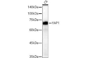 Western blot analysis of extracts of C6 cells, using Y antibody (ABIN7271418) at 1:20000 dilution. (YAP1 anticorps)