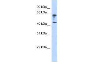 Western Blotting (WB) image for anti-Immunoglobulin Superfamily, Member 11 (IGSF11) antibody (ABIN2458883) (IGSF11 anticorps)