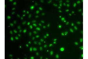 Immunofluorescence analysis of A-549 cells using POU6F1 antibody. (POU6F1 anticorps  (AA 1-301))