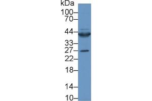 Western Blot; Sample: Rat Heart lysate; Primary Ab: 1µg/ml Rabbit Anti-Human CTGF Antibody Second Ab: 0. (CTGF anticorps  (AA 80-200))