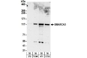 Western Blotting (WB) image for anti-Helicase-Like Transcription Factor (HLTF) (AA 600-700) antibody (ABIN7452201)