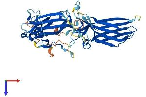 AlphaFold protein structure predicition of Mouse Recombinant Arrb2 Protein, UniprotID Q91YI4