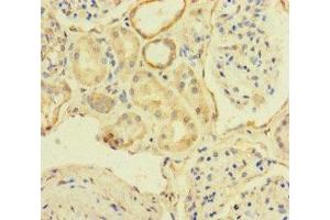 Immunohistochemistry of paraffin-embedded human kidney tissue using ABIN7171622 at dilution of 1:100 (TBC1D24 anticorps  (AA 1-169))