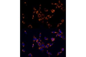 Immunofluorescence analysis of PC-12 cells using PREB Rabbit mAb (ABIN7269547) at dilution of 1:50 (40x lens). (PREB anticorps)