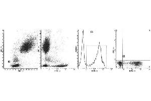 Image no. 1 for anti-Protein tyrosine Phosphatase, Receptor Type, C (PTPRC) antibody (PE) (ABIN1106406) (CD45 anticorps  (PE))