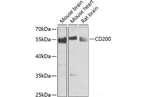 Western blot analysis of extracts of various cell lines using CD200 Polyclonal Antibody at dilution of 1:1000. (CD200 anticorps)