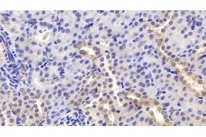 Detection of PEDF in Mouse Kidney Tissue using Monoclonal Antibody to Pigment Epithelium Derived Factor (PEDF)