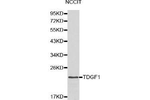 Western blot analysis of NCCIT cell lysate using TDGF1 antibody. (TDGF1 anticorps  (AA 1-188))