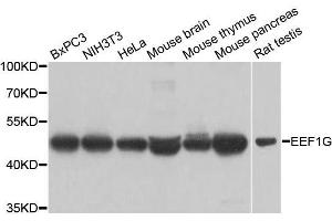 Western blot analysis of extracts of various cell lines, using EEF1G antibody. (EEF1G anticorps  (AA 168-437))