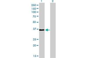 Western Blot analysis of TEAD4 expression in transfected 293T cell line by TEAD4 monoclonal antibody (M01), clone 5H3.