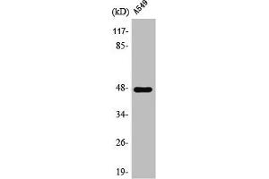 Western Blot analysis of A549 cells using PSK-H1 Polyclonal Antibody (PSKH1 anticorps  (Internal Region))