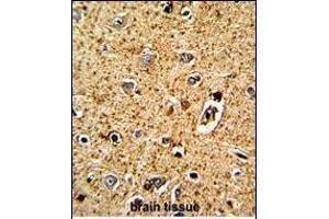 Formalin-fixed and paraffin-embedded human brain tissue with TPH1 Antibody (N-term), which was peroxidase-conjugated to the secondary antibody, followed by DAB staining.