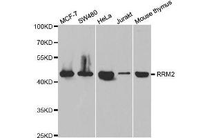 Western blot analysis of extracts of various cell lines, using RRM2 antibody. (RRM2 anticorps  (AA 1-389))