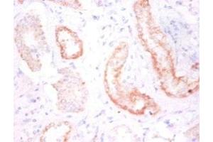 Immunohistochemistry of paraffin-embedded human kidney tissue using ABIN7146207 at dilution of 1:50