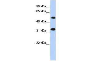 Western Blotting (WB) image for anti-Chromosome 6 Open Reading Frame 150 (C6orf150) antibody (ABIN2459547) (C6orf150 anticorps)