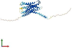 AlphaFold protein structure predicition of Human Recombinant MRGPRX3 Protein, UniprotID Q96LB0