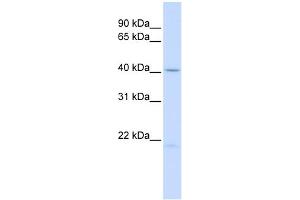 WB Suggested Anti-EDA Antibody Titration:  0. (Ectodysplasin A anticorps  (Middle Region))