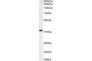 ABIN5539670 (0. (C5AR1 anticorps  (C-Term))