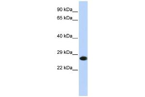 PSMA2 antibody used at 1 ug/ml to detect target protein. (PSMA2 anticorps)