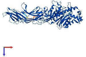 AlphaFold protein structure predicition of Mouse Recombinant Padi2 Protein, UniprotID Q08642