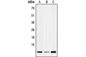 Western blot analysis of SERP1 expression in HEK293T (A), Raw264. (SERP1 anticorps  (N-Term))