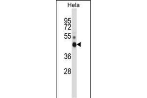 NONO Antibody (N-term) (ABIN657703 and ABIN2846694) western blot analysis in Hela cell line lysates (35 μg/lane). (NONO anticorps  (N-Term))
