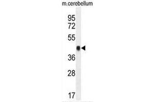 CREB1 Antibody (Center) western blot analysis in mouse cerebellum tissue lysates (35µg/lane). (CREB1 anticorps  (Middle Region))