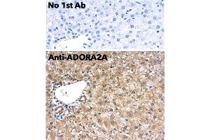 Immunohistochemistry (IHC) image for anti-Adenosine A2a Receptor (ADORA2A) (C-Term) antibody (ABIN7272985)