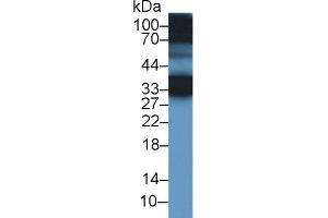 Detection of CREG1 in Mouse Ear lysate using Polyclonal Antibody to Cellular Repressor Of E1A Stimulated Genes 1 (CREG1) (CREG1 anticorps  (AA 66-196))