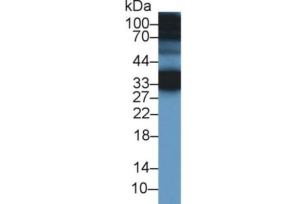 CREG1 antibody  (AA 66-196)