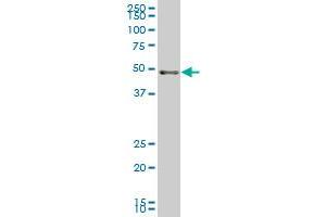 SCARA3 monoclonal antibody (M01), clone 3A2 Western Blot analysis of SCARA3 expression in NIH/3T3 ( Cat # L018V1 ).